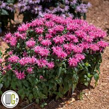 MONARDA 'BUBBLEGUM BLAST'®'
